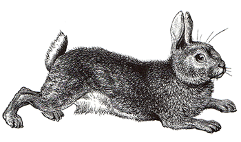 A rabbit is running through the garden